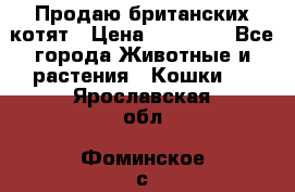 Продаю британских котят › Цена ­ 30 000 - Все города Животные и растения » Кошки   . Ярославская обл.,Фоминское с.